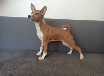 Basenji - štěňata bez pp