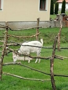 Česká bílá koza