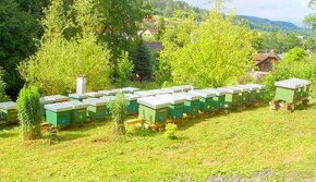 Včelí oddělky 39 x 24 - 6 rámků - 1