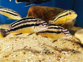 Tlamovci Malawi... Melanochromis auratus