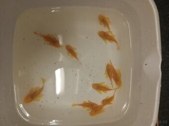 Ancistrus gold 6-10cm, osobní odběr