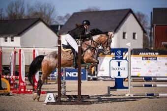Pony B 145  , 11 let