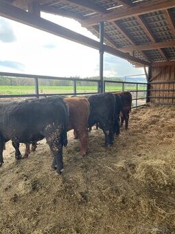Prodám plemenné býky Aberdeen Angus