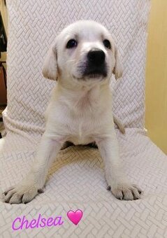 Labrador štěně