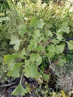 Ginko biloba