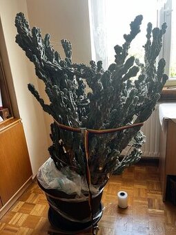 Daruji za odvoz kaktus Cereus Chaliberus Monster