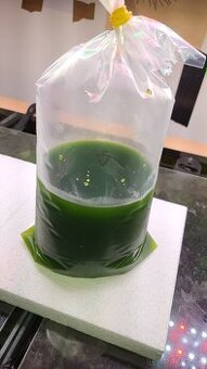 Fytoplankton Tetraselmis suecica 500ml - 1