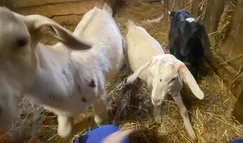 Bílá bezrohá koza + 2x kozlík a kozička