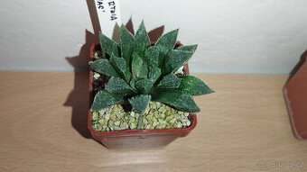 Haworthia "Tenac"