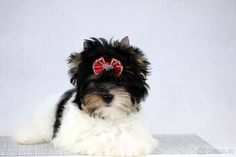 biewer yorkshire terrier s PP