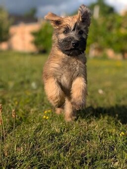 Irish soft coated wheaten terrier