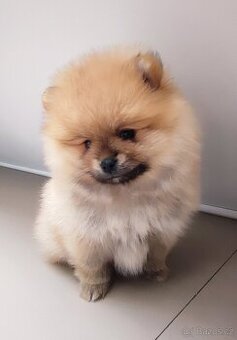 Pomeranian/nemecký špic