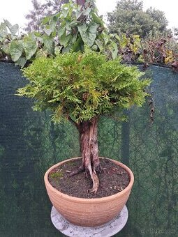 Bonsaj bonsai Thuje