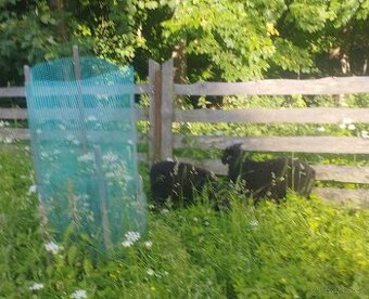 Jehňata ovce vřesové