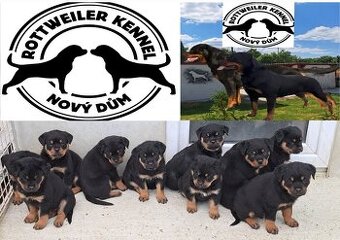 Štěňata Rotvajlera s Průkazem původu