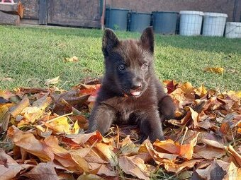 Německy ovčák s PP pracovní spojení -fena, pes