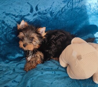 Jorkšírský (York,Biewer) teriér ,kluk s PP IHR