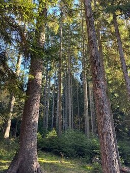 Prodej lesního pozemku k.ú. Havlovice - 1