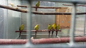 papoušek horský, , korely, andulky