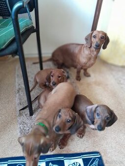 Jezevčík hladkosrstý standart