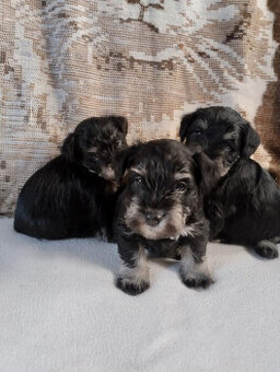 Knírač malý- černostříbřitý