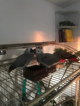 Ochočení papoušci žako