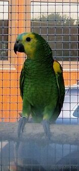 Amazoňan modročelý