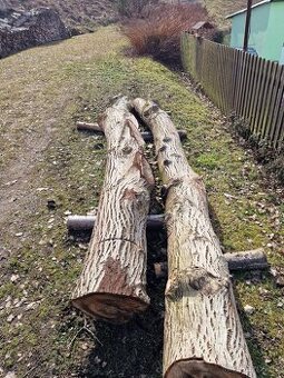 Dřevo ořech vlašský