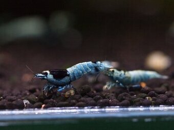 Krevetky Caridina blue shadow mosura