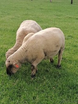 Koupím ovce a jehňata