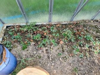 Jahody stáleplodící