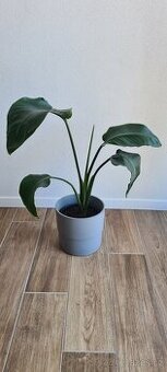 Rostlina v květináči Strelitzia