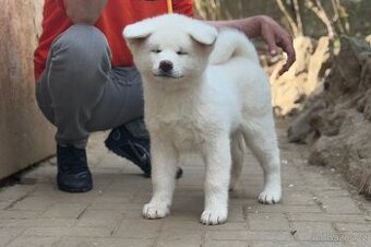 Akita Inu s PP
