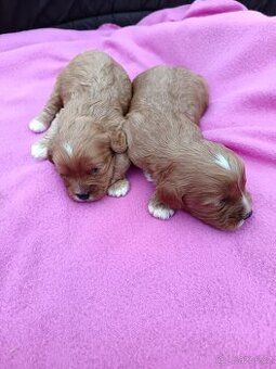 Cavapo, kavapo, cavapoo