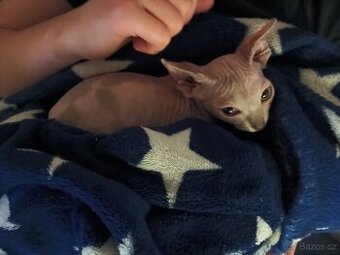 Sphynx koťátka
