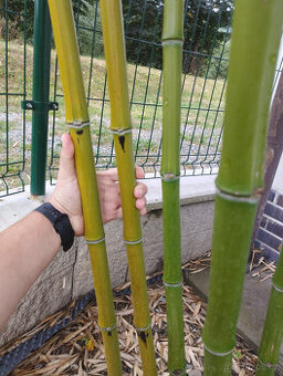 Obří mrazuvzdorný bambus phyllostachys, Vsetín - 1