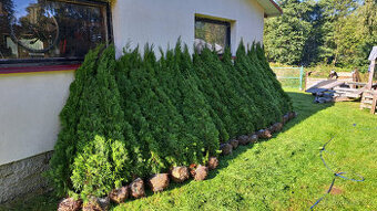 prodám zbytek thuji 120-140 cm - 1