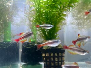 Kardinálka čínská - Tanichthys albonubes