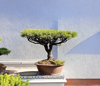 Borovice lesní (Pinus sylvestris) bonsai