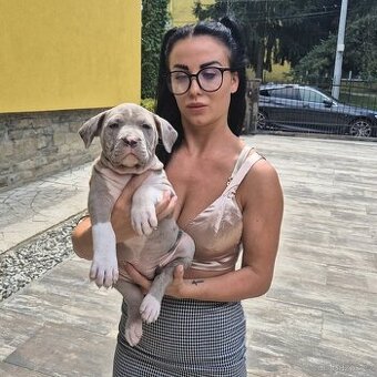 American bully xl