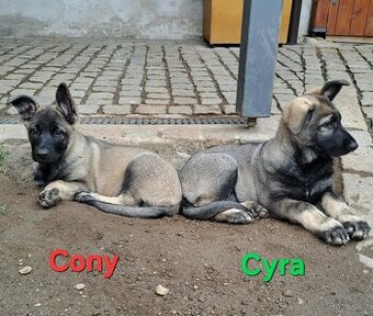 Východoevropský ovčák, Německý ovčák, Bílý švýcarský ovčák