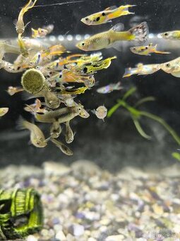 Endlerky - Živorodka 
Mix Yellow Tiger a