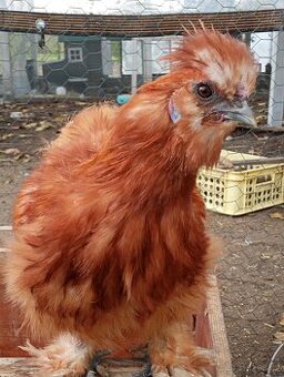 Daruji červeného kohoutka hedvábničky velké EU