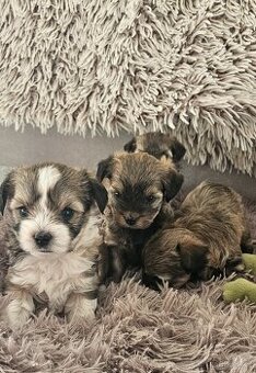 Biewer yorkshire terier