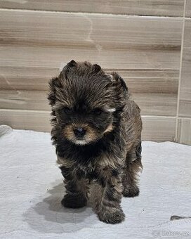 Biewer yorkshire terier