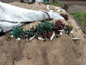 Bezpeckové odrůdy révy vinné