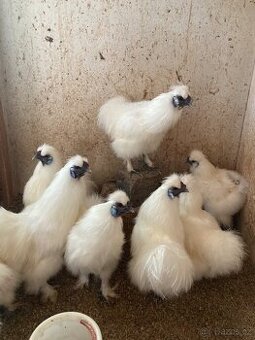 Hedvábničky- kohouti