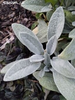 TRVALKY - mladé rostlinky