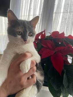 Mainská mývalí X Britská