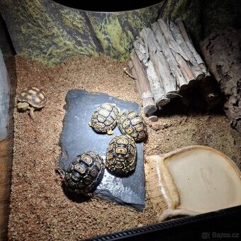 Suchozemské želvy